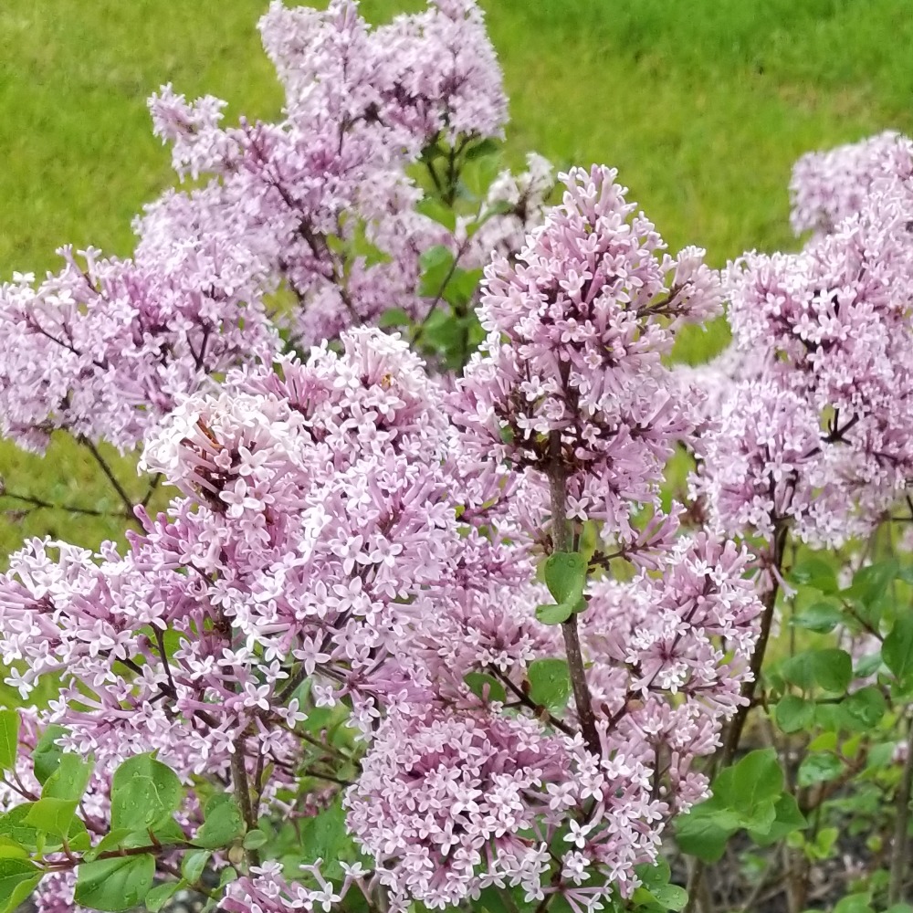 Meet your Posher, Sydney!